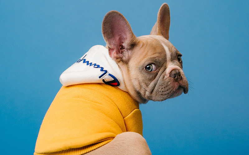 How to Save Money on Pets