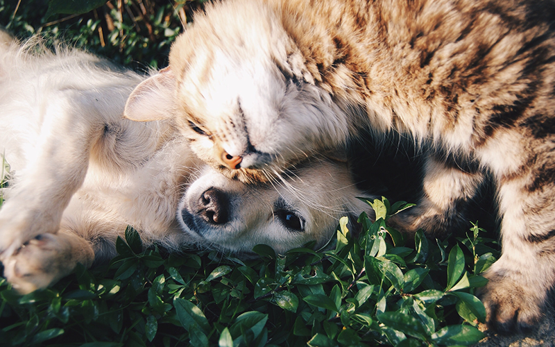 Best Deals for Your Pet Insurance