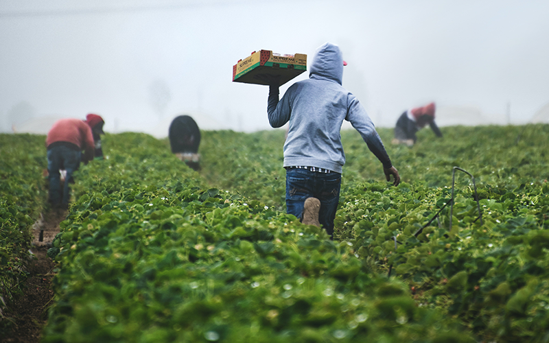 How to Make Money by Fruit Picking This Summer
