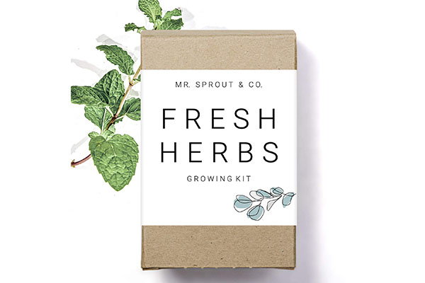 Free Mint Seeds
