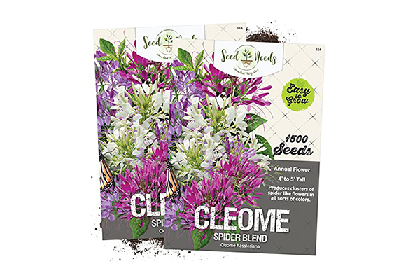 Free Cleome ‘Rose Queen’ Seeds