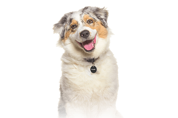 Free Crumb Pet Tag